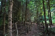 37 Il sentiero scorre qui recintato e stretto tra fitti alberi 